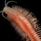 Image for article titled Earth's simplest organisms are part of the food chain after all